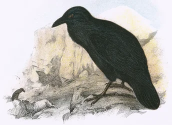 Raven