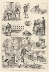 Rearing Pheasants, Sketches at the Duke of Norfolk