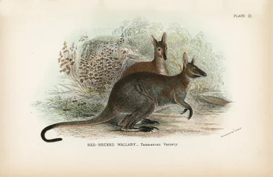 Red-Necked Wallaby, Tasmanian Variety