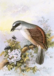 Red-backed Shrike