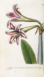 Red and white striped Lily, 1799-1810