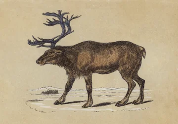 Reindeer