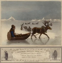 Reindeer Travelling in Lapland