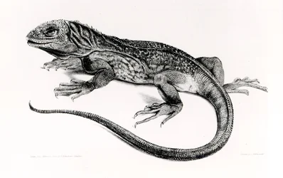 Reptile, Illustration from 