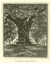 Resting-place, Richmond Park
