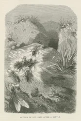 Return of red ants after a battle