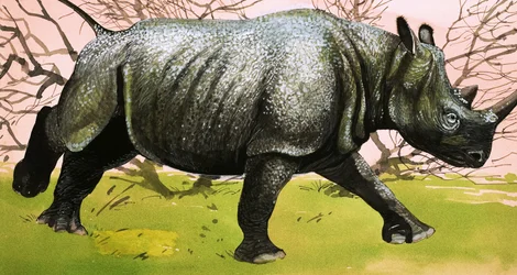 Rhinoceros
