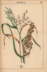 Rice and millet, from 