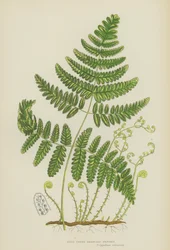 Rigid Three-Branched Polypody