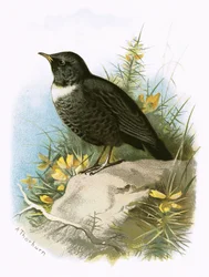 Ring Ouzel