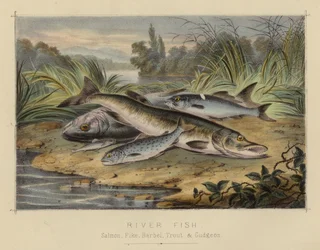 River Fish