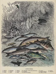 River Fishes
