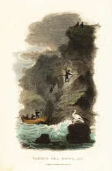 Rock-fowlers hunting for skua gull birds and eggs on the Faroe Islands