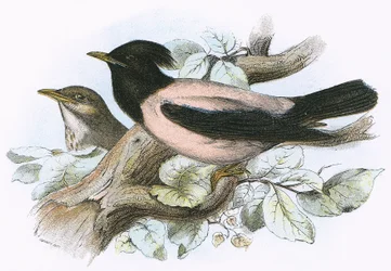 Rose Coloured Starling
