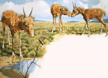 Saiga Antelope