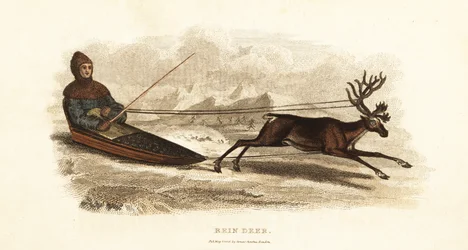 Sami Laplander in a sledge drawn by a reindeer