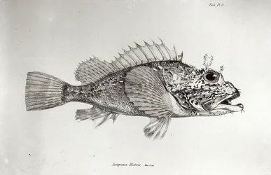 Scorpion Fish, plate 8 from “The Zoology of the Voyage of H.M.S Beagle, 1832-36” by Charles Darwin