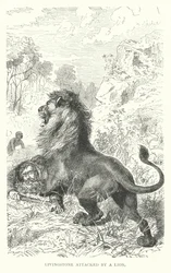 David Livingstone attacked by a lion in Africa