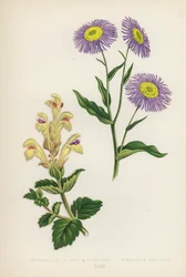 Scutellaria Alpina B Lupulina; Stenactis Speciosa