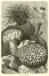 Sea-Anemones