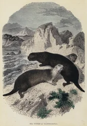 Sea Otters of Kamtschatka