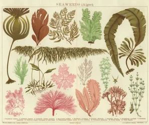 Seaweeds (algae)