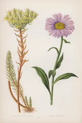 Sedum Reflexum; Aster Alpinus