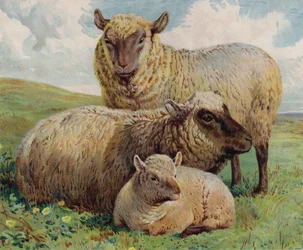 Sheep and lamb