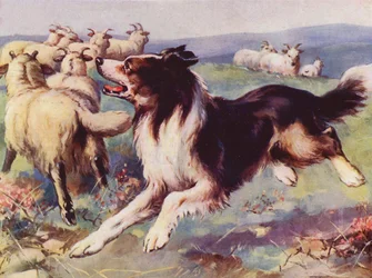 Sheepdog at Work