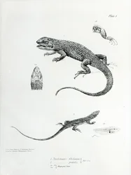 Shingled Iguana, Illustration from 