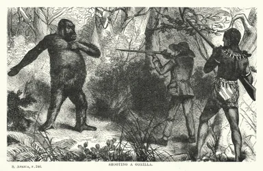 Shooting a gorilla