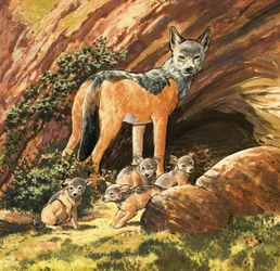 Silver-Backed Jackal and Cubs