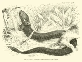 Siren lacertina, showing External Gills