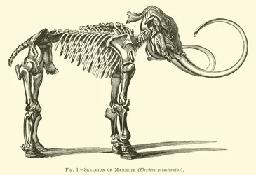 Skeleton of Mammoth, Elephas primigenius