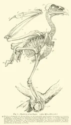 Skeleton of an Eagle