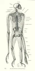 Skeleton of Orangutang