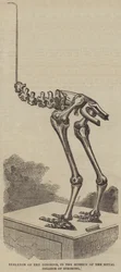 Skeleton of the Dinornis, in the Museum of the Royal College of Surgeons