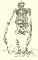 Skeleton of the Gorilla