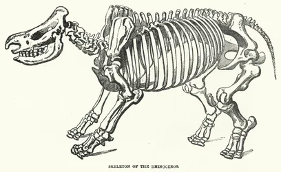 Skeleton of the Rhinoceros
