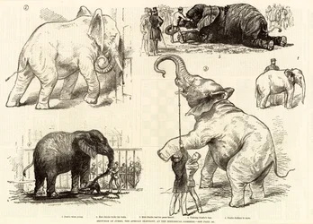 Sketches of Jumbo, the African elephant, at the Zoological Gardens