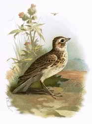 Skylark