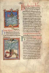 The Herb Basilica