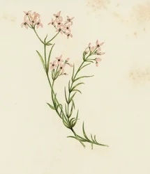 Small Woodruff, Asperula Cynanchica