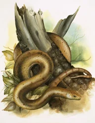 Snake