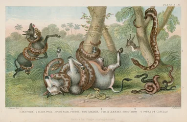 Snakes