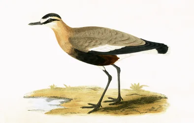 Social Plover, Illustration from 