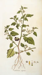 Nightshade, illustration from Flowers of London by William Curtis, published 1777-98