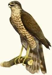 Sparrow Hawk
