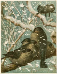 Sparrows in the Snow