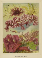 Specimens of seaweed